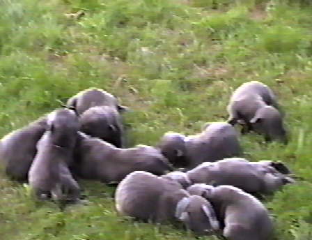 heapup.jpg (22265 bytes)